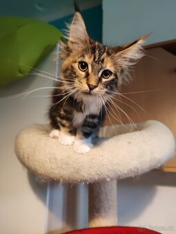 Mainská mývalí - 3