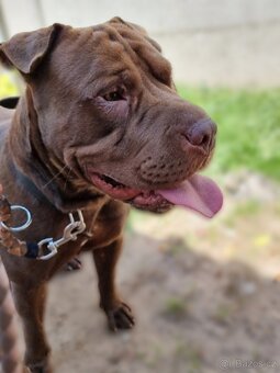 ČOKO K ADOPCI - zlomená něžná dušička - 3