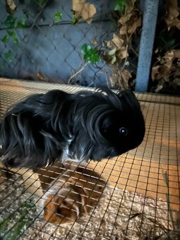 Prodám půlroční morčátka dlouhosrstá Sheltie - 3