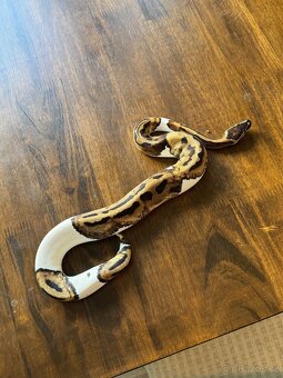 Prodám terárium + 2x krajtu královskou - 3