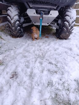 Francouzský buldocek - 3