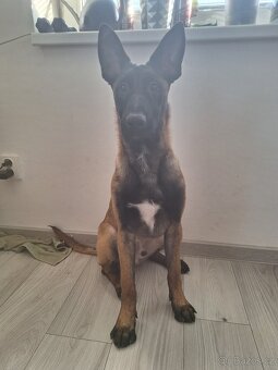 Štěně  Malinois - 3