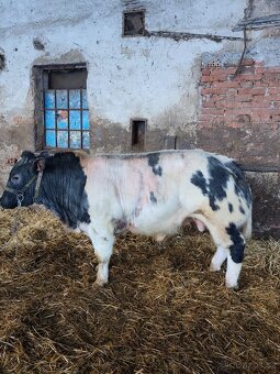 Plemenný býk belgické modré - 3