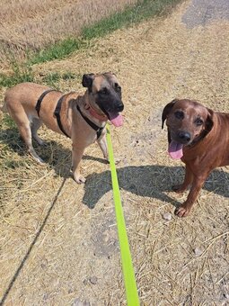 Kříženka Rhodéský Ridgeback - 3