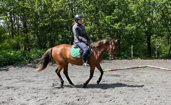 9letá pony B klisna - 3