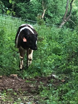 Prodám/Vyměním býčka Yperios Inra 95 X Holštýn. - 3