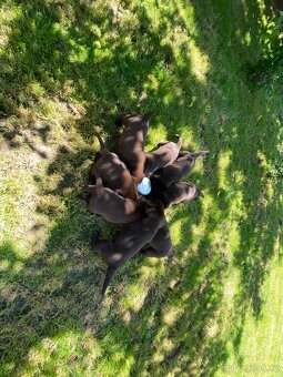 Štěňátka labradorského retrievera - 3