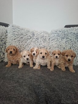Maltipoo - 3