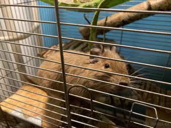 Daruji osmaky degu - 3