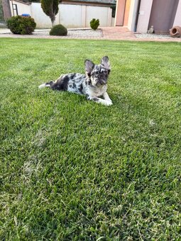 Francouzsky buldoček coko tan merle fluffy fenka - 3