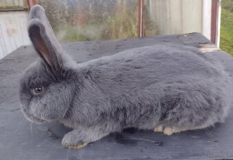 Králík Vídeňský modrý - 3
