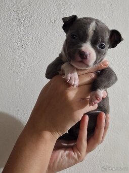 Stafordšírský bulteriel - 3