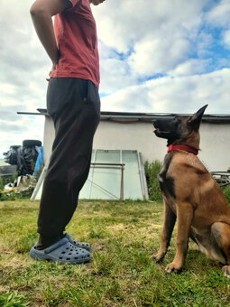 BO Malinois s PP - 3