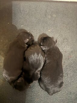 Stafordšírský bulteriér s PP - 3