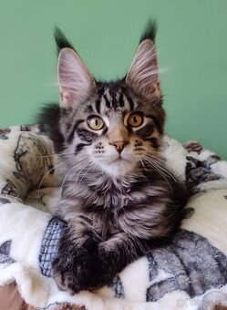 Prodám mainské mývalí kočičky s PP - 3