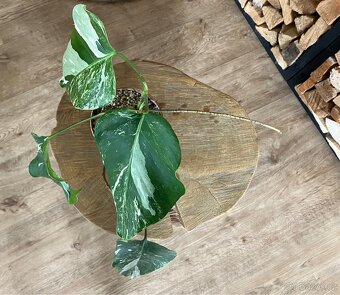 Monstera albo variegata - 3
