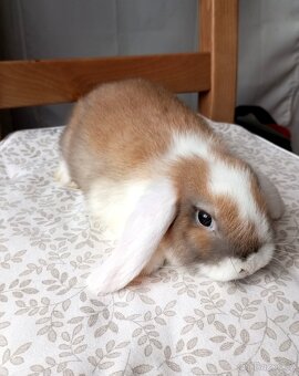 Zakrslý beránek králíček - 3