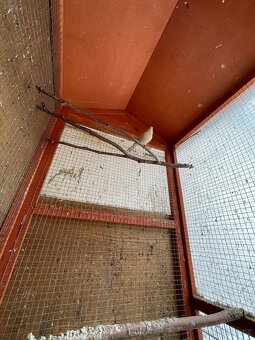 Kanar bílý dominantní - 3