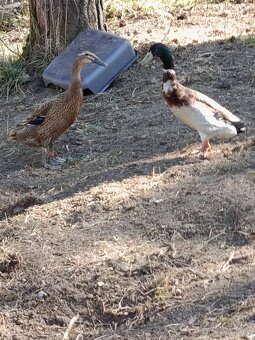 Indický běžec - 3