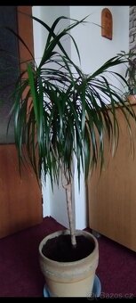 Dracena - 3