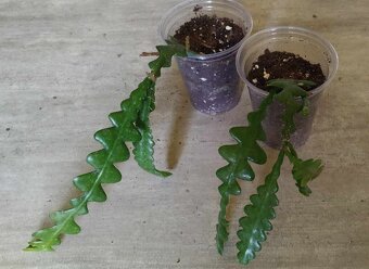 Fylokaktusy - Epiphyllum- 4 druhy - 3