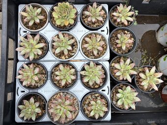 Dužnatka (Echeveria) - 3