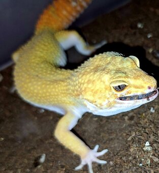 White&Yellow het Tremper Albino het Eclipse pos Super Hypo T - 3