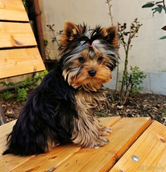 Yorkshire terrier - 3