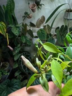 Pandorea jasminoides - 3