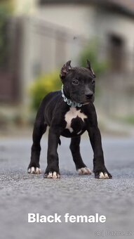 American bully xl, pitbull xxl - 3
