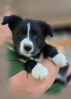 Border collie-Border kólia s PP - 3