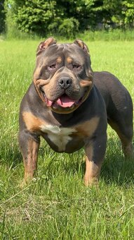 🔹 Krycí pes k dispozici – Lil Block 🔹 - 3