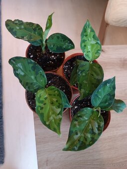 Aglaonema tricolor - 3