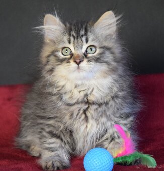 Sibiřské kotě s PP - 3