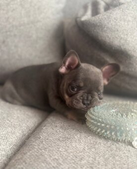 Francouzský buldoček - 3