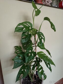 Monstera Adansonii (Monkey Mask), cca 60 cm - 3