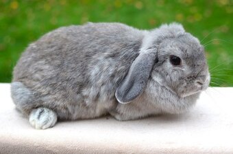 Samička Jolanka - 3