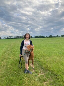 Minihorse kobylka a valach - 3