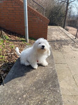 Maltézský psík-štěňátko k odběru - 3