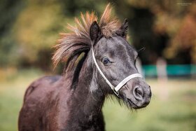 Falabella hřebec ( minihorse miny pony ) - 3