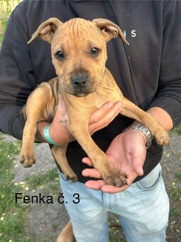 Americký pitbullterier - 3
