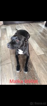 Štěňátka stafordšírskýho teriéra (amstaff) - 3