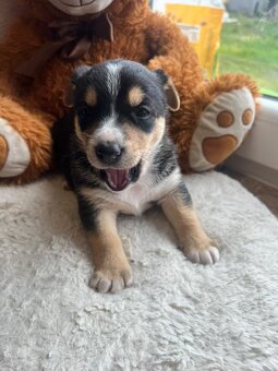 štěňátka Bordelkolie🐶 - 3
