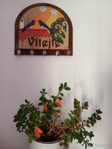 Zlatá rybka - Nematanthus - 3