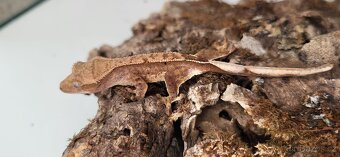Pagekon řasnatý mláďata Correlophus ciliatus - 3