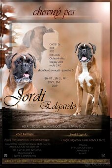 Německý boxer - krytí - 3