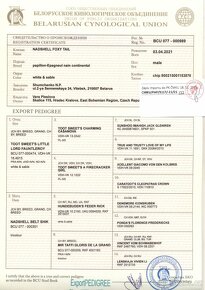 Krycí pes - Papillon - Malý kontinentální španěl - 3