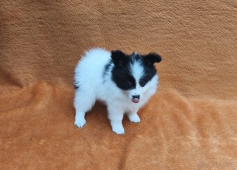 Papillon/Pomeranian - 3