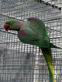 ALEXANDER VEĽKÝ - 3