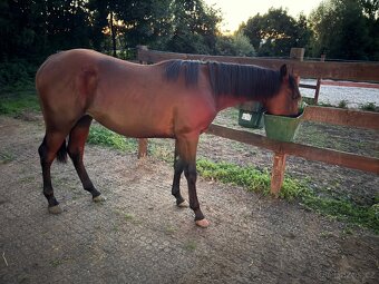 Hřebeček APH - 2024 - 3